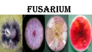 Fusarium