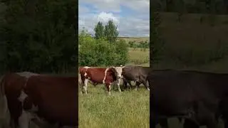 Бычки на доращивание