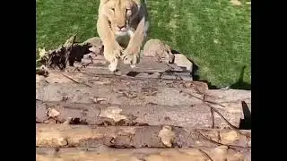 狮子新平台 
