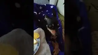 СОБАКА ЛЮБИТ АПЕЛЬСИНЫ