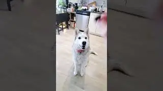 How To Teach A HYPER PUPPY To SIT! (100% WORKS!) 🐶 #shorts