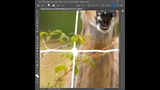 remove net in Photoshop #photo