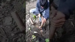 cara menumbuhkan tunas baru pada tanaman bonsai#shortsvideo#bonsai#belajarbonsai#