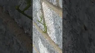Praying Mantis interesting Bug #bugslife #prayingmantis