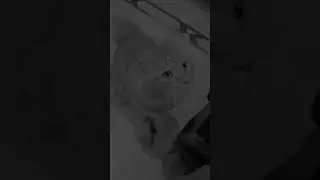 ACRAZE-Do it To it #foryou #animals #cat #song