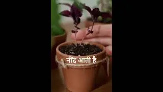 baar baar bimar ho jana kis vastu dost ke karan hota hai?