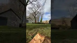 230 year old oak tree above 18thC property gets felled out