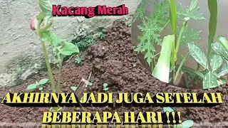 REVIEW TANAMAN⁉️ KACANG MERAH, JAGUNG DLL ‼️