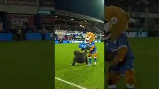 Who dares to challenge ​Leinster’s Leo the Lion next? 🦁🥶 