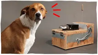 This machine teaches dogs not to mess with rattlesnakes