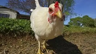 Amazing animals
