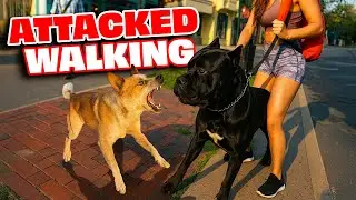 My Cane Corso Got ATTACKED By An Aggressive Dog On Our Walk!