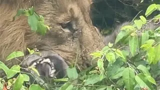 Olobor the hyena killer with another victim (RIP?)