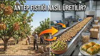 From the Tree to the Package: Green Gold! 🟢 How are Pistachios Produced?