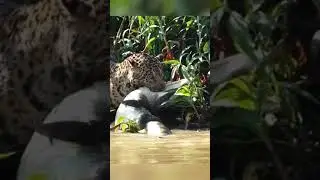 Il coccodrillo non ha via di fuga, è nella trappola del giaguaro