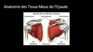 Epaule Partie 1