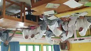 video terbalik