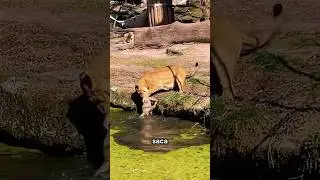 Leona hace todo lo posible le por salvar a su cachorro.  