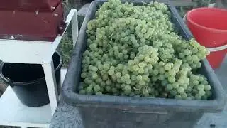 ставим вино 1