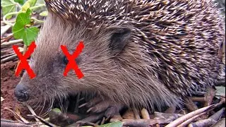 The Murder of Sonic The Hedgehog