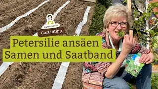 Wann und wie Petersilie ansäen? Lose Samen und Saatband - Darauf solltest du achten