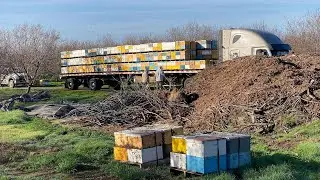 Пчелы в саду на опылении 2025