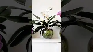 #sphagnum_eco  #сфагнумфускум  #orchid #орхомания #фаленопсис #орхидея #мохдляорхидей #сфагнум #орхи