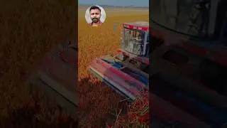 Amazing chilli 🌶️ harvesting Harvestor 
