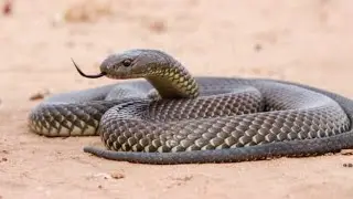 snake  suddenly attack group Brave omg snake attack