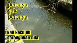 Ternyata kali kecil ini sarangnya ikan nila