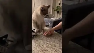 cat is the boss hooman dont touch me #catlover #cute #cat