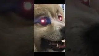 Full tutorial on my channel. Smokey loves fries 🤣 #vfx #compositing #superman #superdog #tutorial