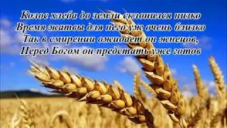 КОЛОС. Елена Ваймер