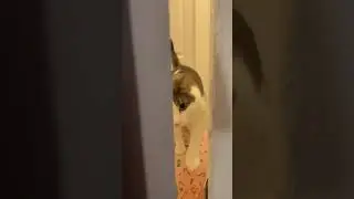 A funny cat moment 😂 #shorts  #cat #funnycats