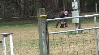 Blue collar is a "bitework" dog, 9wk old bicolor