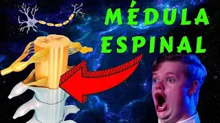 🩸 NERVIOS RAQUÍDEOS en la MÉDULA ESPINAL