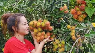 Harvest Ranmutan Fruit in my brother's farm by beautiful countryside life tv
