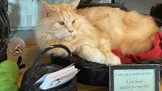 Kattencafé The Coffee Cat #hollanda #almere #netherlands