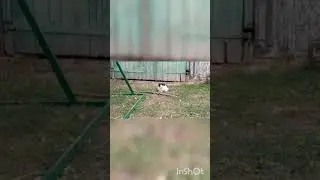 КОШКА ПОЙМАЛА МЫШКУ 😘😅😅