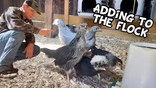 We added the NEW CHICKENS to the flock!