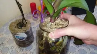 Всё о фузариозе орхидей!!!
