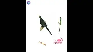 Birds name | #learn Birds name | name of birds