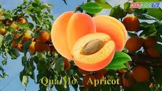 Baby Learning Names Of Familiar Fruits