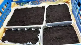 Посеяла ещё цветов/февраль 2022г/