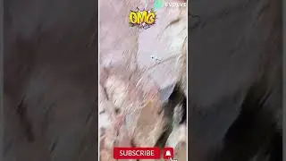 First Flight- Baby Bird Jump Of Cliff To Survive | Chicks try to fly | #geese #bird #shorts #viral