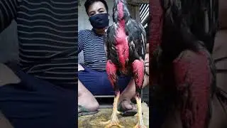 WAW..  merah sekali. sampai sampai lobang pantat y ikut merah. ayam ksayangan.
