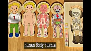Human Body Puzzle  | 5 Layer Boy body Puzzle |  Puzzle Videos for Kids