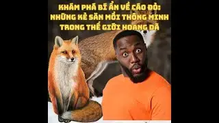 Khám Phá Bí Ẩn Về Cáo Đỏ:  Những Kẻ Săn Mồi Thông Minh Trong Thế Giới Hoang Dã