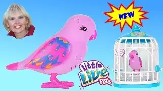 ♥♥ Beauty Bella Bird From Little Live Pets