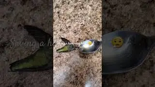 Trying to save a Humming Bird.